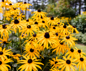 Black Eyed Susan