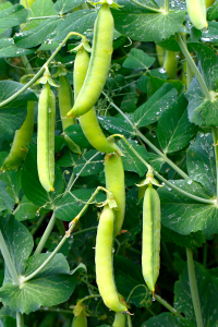 Peas