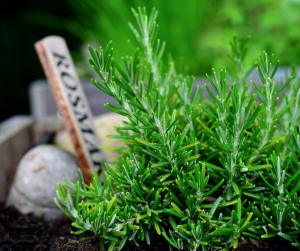 Rosemary