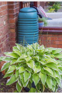 Rainwater harvesting