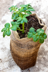 Planting in bag