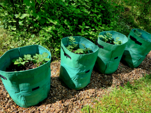 Grow Bags