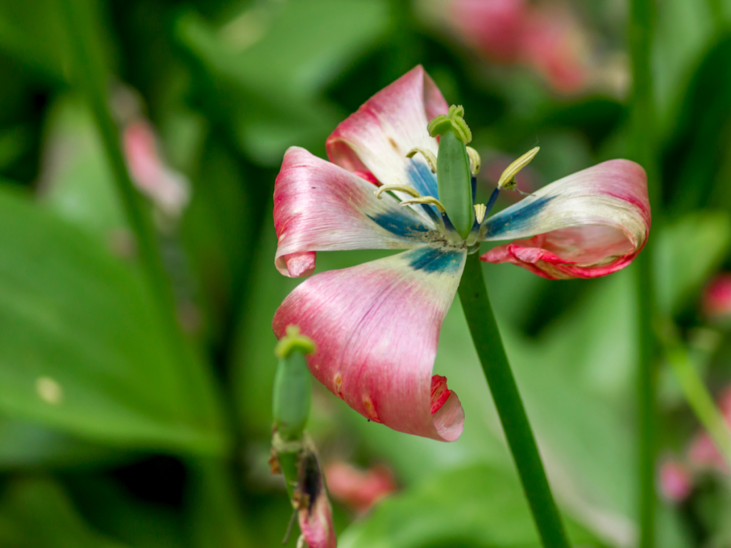 End of Season Bulbs