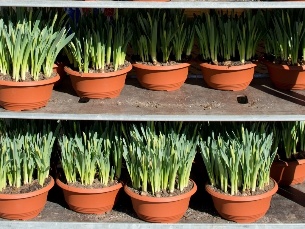 Bulbs