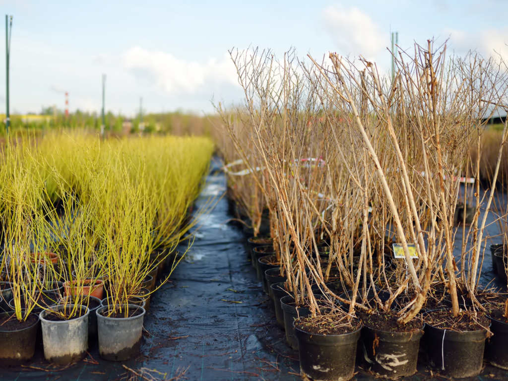 Dormant Plants