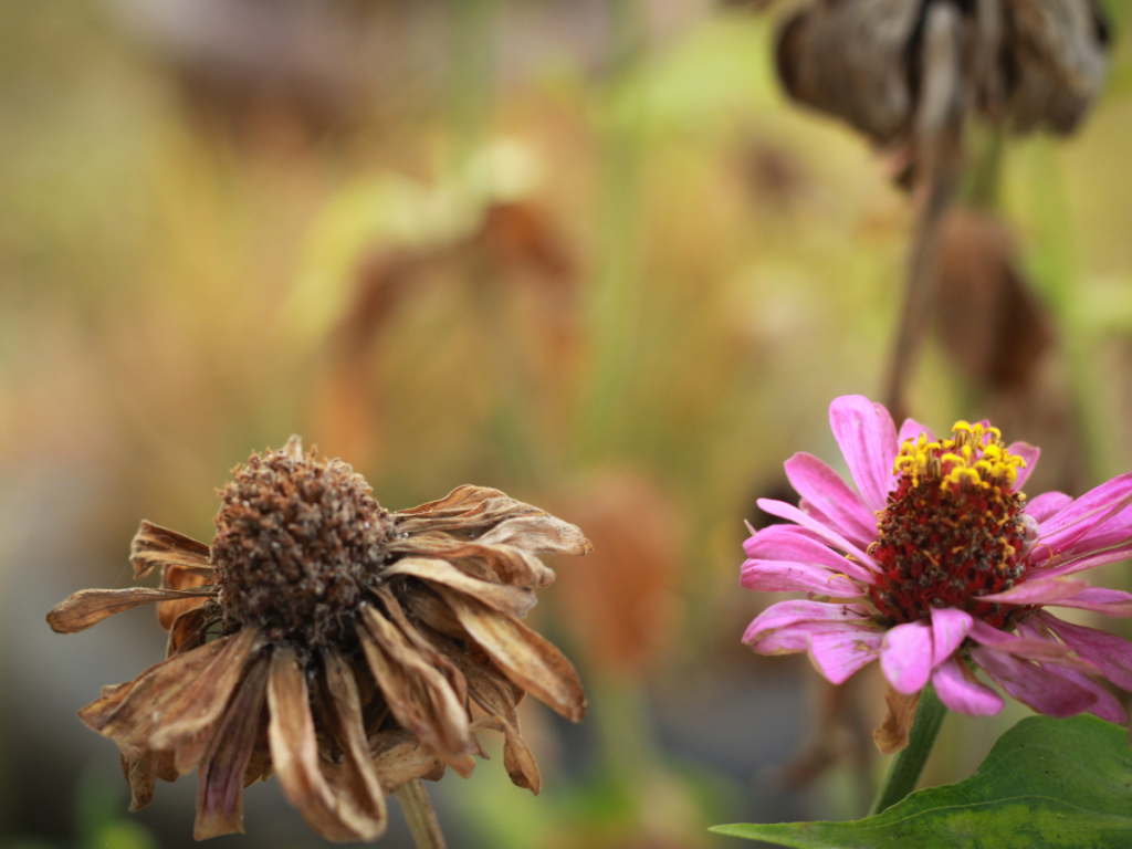 End of Season Perennials