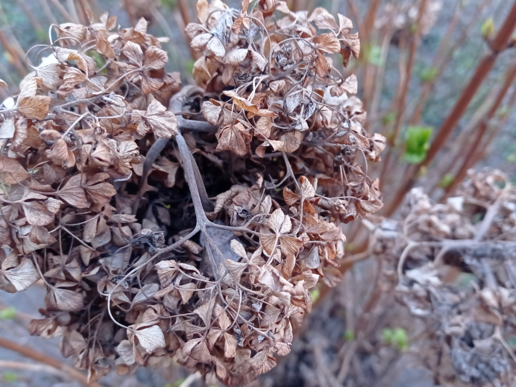End of Season Perennials