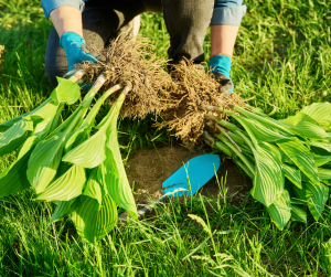 Dividing perennial clumps
