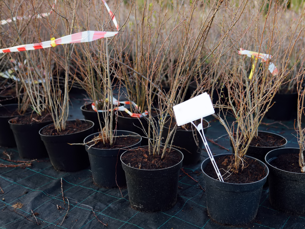 Dormant Plants