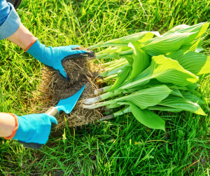 Splitting Perennials