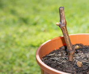 Propagating Hardwood cuttings