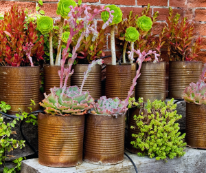Alpines and succulents grown in tin cans.