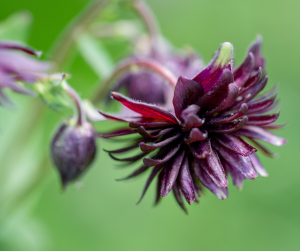 Aquilegia Black Barlow