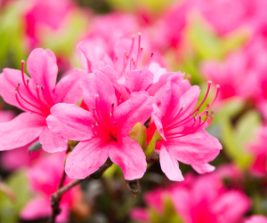 Azaleas