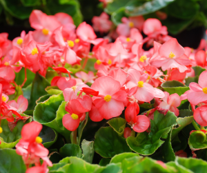 Begonias