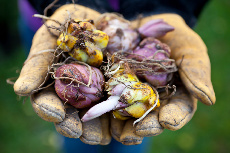 Bulbs