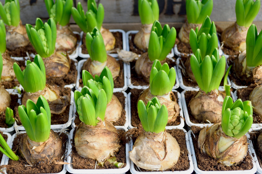 Bulbs