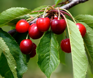 "Cluster of ripe, glossy red cherries hanging from a tree branch, surrounded by elongated green serrated leaves, with a softly blurred natural background."