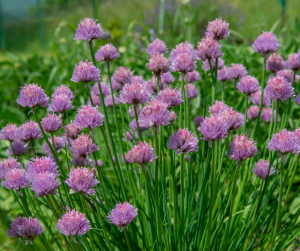 Chives