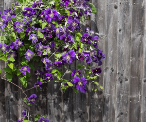 Clematis