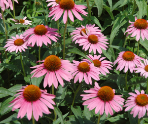 Coneflowers