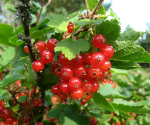 "Cluster of ripe red currants hanging from thin stems, with translucent red berries and serrated green leaves, set against a backdrop of garden greenery."
