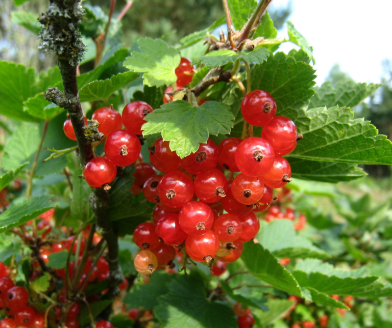 Currant bushes