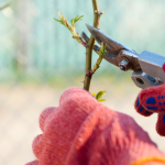 Hardwood Cuttings