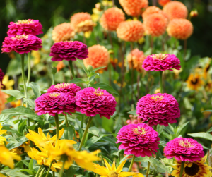 Dahlias
