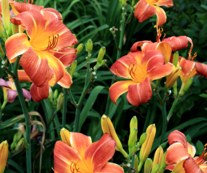Daylilies