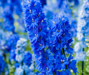 Delphiniums