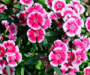 Dianthus