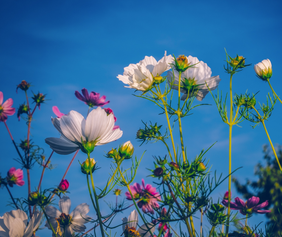 "Blooming white and pink cosmos flowers with delicate petals and slender green stems, set against a clear blue sky with scattered clouds and hints of greenery."