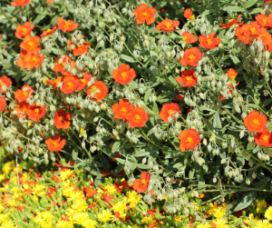 Geum