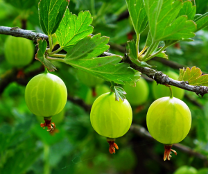 Gooseberry