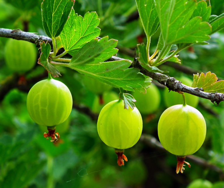 Gooseberry
