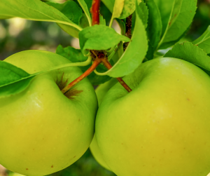 "Two green apples growing side by side on a tree branch, surrounded by vibrant green leaves, with smooth speckled skins and reddish-brown stems."
