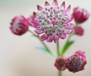 Astrantia ruby wedding