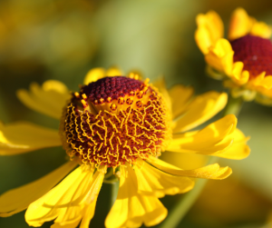 Helenium autumnale Can Can