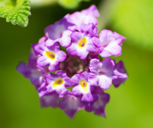 Heliotrope