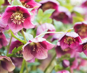 Hellebores