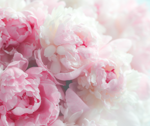Peonies