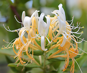 Honeysuckle
