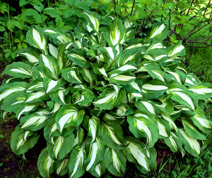 Hosta