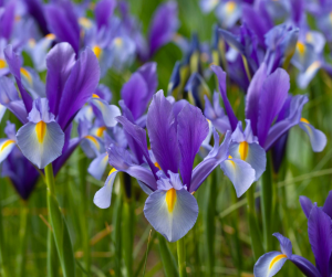 Iris Dark Aura