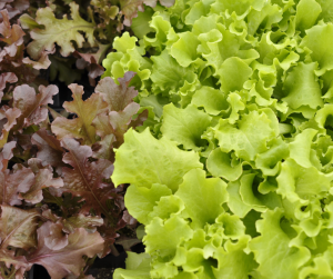 Lettuce