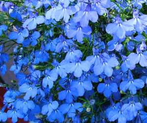 Lobelia
