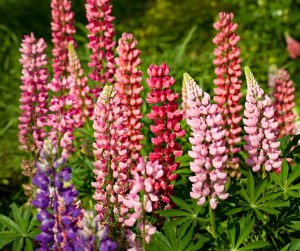 Lupin