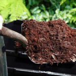"Close-up of a person using a shovel to scoop rich, dark brown compost from a bin, with decomposed organic matter and green garden foliage in the background."