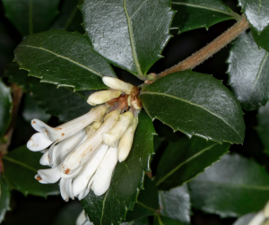 Osmanthus Delavayi